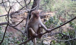 小崔猴子吃瓜视频下载免费,免费下载，揭秘娱乐圈幕后故事